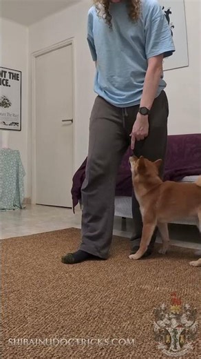 Ace’s First Weaves! 🧬🦊 Puppy Footwork Training #shiba #ace #dogtraining #4K