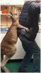 This rescued kangaroo loves to dance with the shelter worker! | storyful