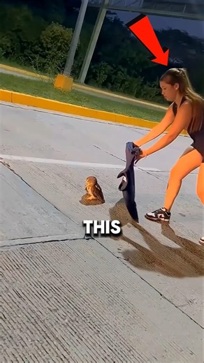 Rescued Owl Baby Finds a New Mother🦉 #shorts