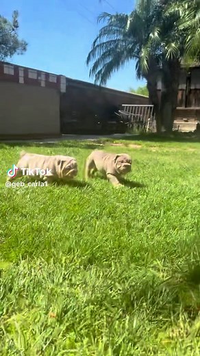 Adorable Bulldog Puppy's Playtime Fun