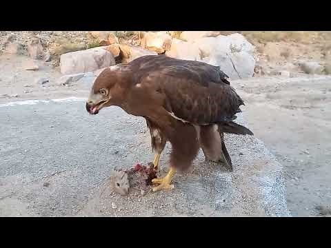 Eagle eating mouse. Águia comendo roedor. vida selvagem e é assim que é.