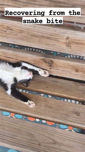 Smeegle resting up after that nasty copperhead bite. So thankful he is recovering. #cat #cats #farmcat #snakebites #farmlife #farm #fypシ #countryliving #barncats #naptime #hiddenheightsfarm #HHF | Hidden Heights Farm