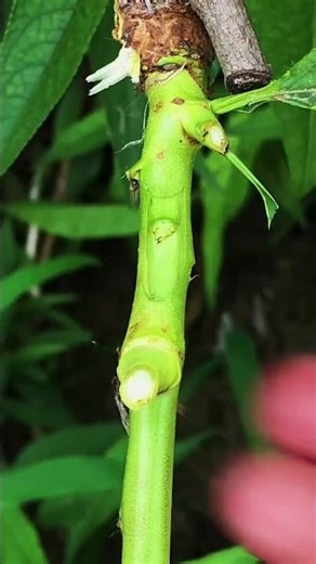 Best method and unique ideas for the grafting of fruit trees #grafting #plants #garden #tree​