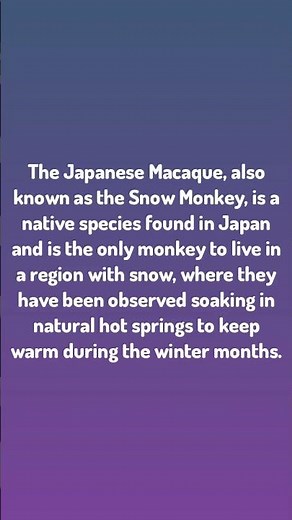 Japan Facts / The Japanese Macaque, also known as the Snow Monkey,...