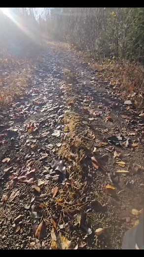 The Language of the Forest • When You Learn How to See • Not Coincidence. Communication. #sasquatchconfessions #squatchgang #sgbc #connection #nature #believe #sasquatch #connected #protected | Jerrod Taylor