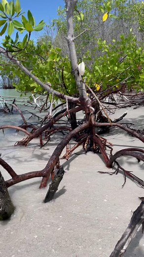 Exploring the Tranquil Beauty of Shell Key Preserve Mangroves and Ocean Waves