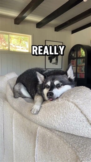 My Dog Refused Everything… Except This! (Dog Food For Picky Eaters)
