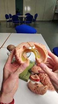 Where is the hippocampus? #anatomy