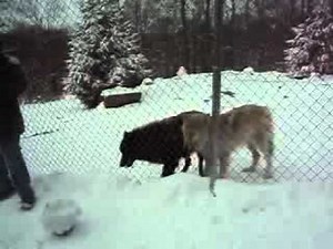 The Wolf Conservation Center