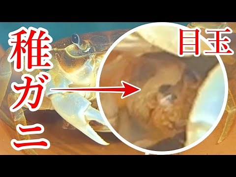 孵化直前！稚ガニの目だ！【サワガニが抱卵したら？失敗しないコツ 後編】#アクアリウム #サワガニ #サワガニ飼育