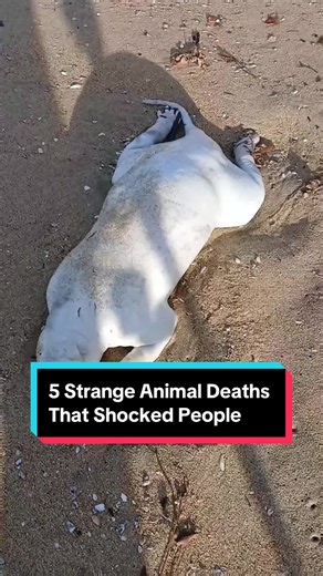 5 Strange Animal Deaths That Shocked People #animalfacts #wildlife #top #ranking