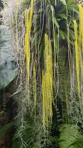 Golden Chain Orchid Dendrochilum filiforme in Bloom | Chicago Botanic Garden Tropical Greenhouse