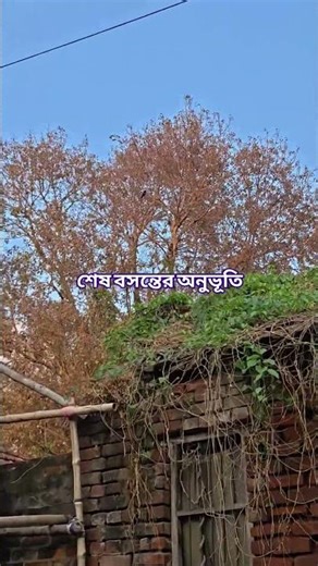 কোকিল পাখির ডাক Cuckoo bird voice #birds​ #voice​ #shorts