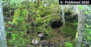 A River Otter’s Hot Spot? The Latrine