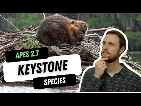 AP Environmental Science 2.7 - Keystone Species