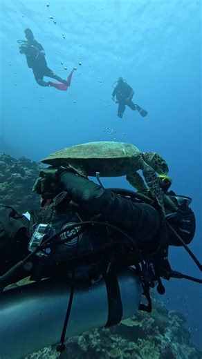 Pelagic Divers Fuvahmulah | No touching, just connection. Because Hawksbill Sea Turtles love feeding on yellow sea sponges, @ansaar._ ‘s regulator was most likely... | Instagram