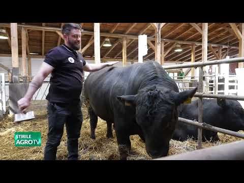 Aberdeen Angus Association tests breeding bulls 18 03 2026