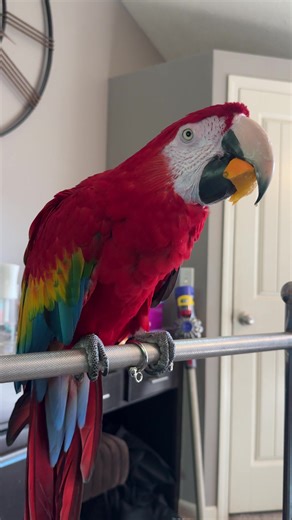 #bigbaby #ruby #scarletmacaw #rescuemacaw #ForBirdsFoundationRescue #Nebraska #nebraskatok #roo #orangeslice #rainbowchicken