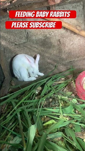 Feeding baby rabbits#shorts #rabbit #rabbitcare #rabbitfacts #rabbitfeeding