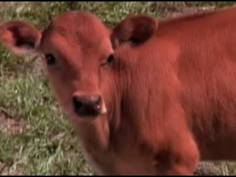Red Heifer in the Bible | What Is a Red Heifer