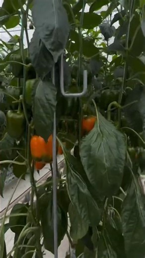 #767 Capsicum annuum | Solanaceae | Bell Pepper | Sweet Pepper | Chili Pepper | Rocoto Pepper Piiman