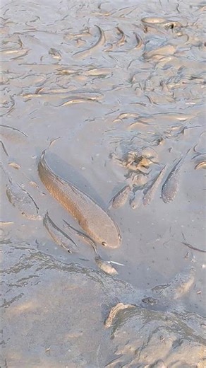 Community Strength: The Giant Drag Net Harvest!