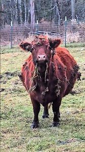 Funny cow moment 2 😂🐄#shorts