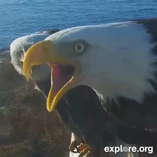 Your relatives Facetiming you during the holidays. | explore.org