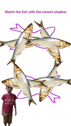 Match the fish with the correct shadow #fish #art #shadow | Voice Of Aynal