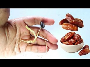 How To Grow Date Palm From Seeds || Date Palm Germination Process