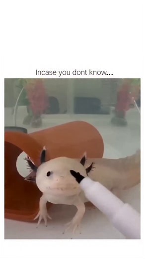 Exiasglobal | Instagram video captures a pet axolotl, a neotenic salamander known for lifelong juvenile traits and limb regeneration abilities studied in... | Instagram