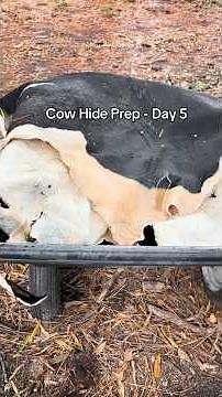 Cow Hide Prep - Day 5