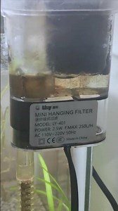 funny I found nemo in filter trying to escape #aquarium #findingnemo #shorts #short #trending #fish