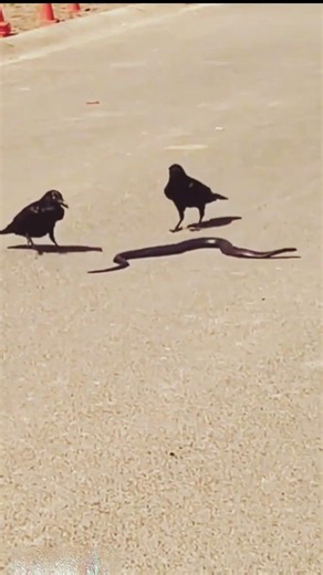 Snake vs. Crow #wildlife #animals #jimcorbettwildlifeandnatureview
