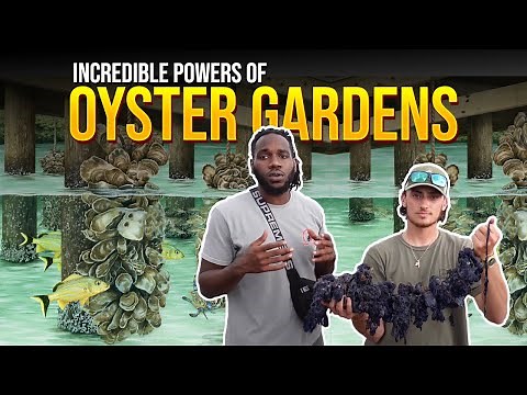 How to Build a Vertical Oyster Garden ? (VOGs)