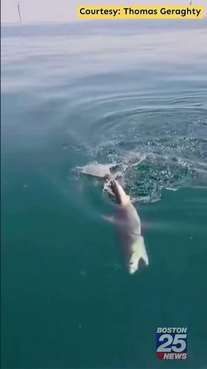 Baby great white shark captured on video off Martha’s Vineyard coast
