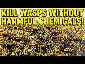 KILL Wasps FAST Without Chemicals 🐝 | Safe DIY Home Remedy That WORKS!