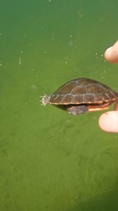 326K views · 414 reactions | Baby turtle swimming down to cover • • • #fishing #turtle #redearedslider #kayaking | Fishlikemike | Facebook