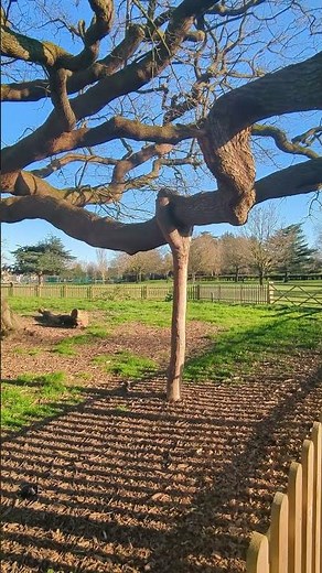 How old is this tree?