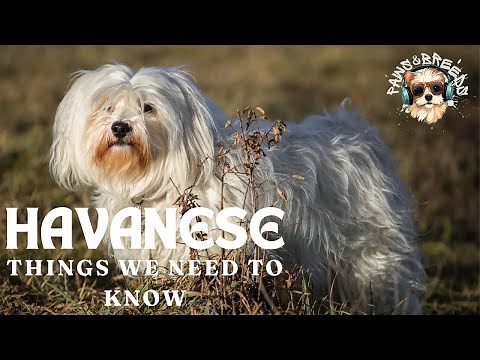 10 Reasons Why Havanese Dogs Make the Best Pets!