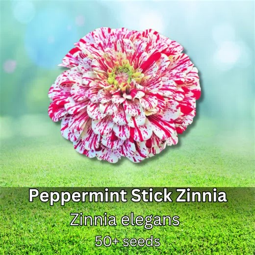 50  Peppermint Stick Zinnia Seeds Heirloom Non GMO Annual Blooms Striped Color Mix - Etsy