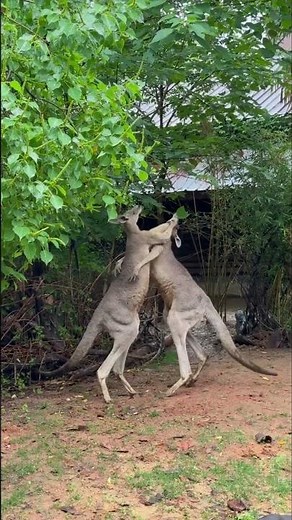 These Kangaroos Started Boxing Like Humans 😂🦘 #Shortskangaroo fightkangaroo boxingkangaroos fighting