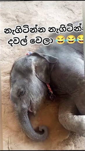 This baby elephant's snoring is everything! 🥰🔊 #shorts#animals#country#shortvideo #jokes#automobile