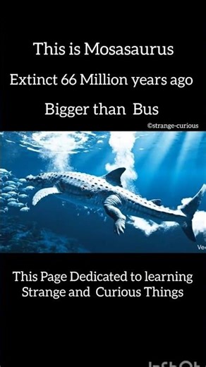 Mosasaurs: Extinct 66 Million Years Ago. Bigger than Bus. #mosasaurus #sea #facts #nature