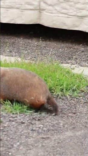 Groundhog running
