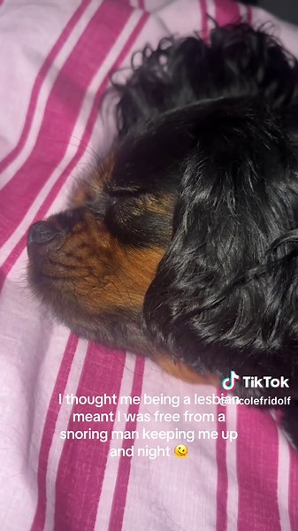 Cavalier King Charles Dog Snoring Solutions