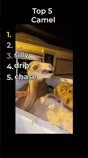 the funniest camel clips in the world