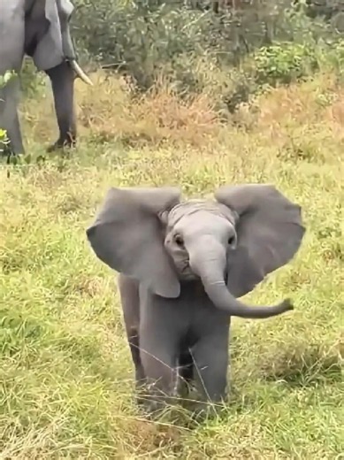 🐘 L'éléphant impressionne autant par sa force que par sa douceur, deux caractéristiques qui semblent pourtant contradictoires chez un animal de plusieurs tonnes. Face à un humain en difficulté, il n'hésite pas à intervenir avec précaution, utilisant sa trompe pour rassurer ou protéger, quitte à former avec son troupeau un cercle protecteur en cas d'intempéries. Cette bienveillance ne se limite pas aux humains. Des éléphants ont été observés venant en aide à des animaux en détresse, comme une an