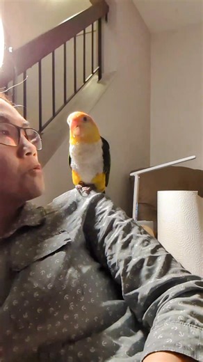 13 reactions | Our extremely cute and sweet parrot that really loves to eat curl#parrot #fblifestyle #nonfollowerseveryone | Lindy Rennob | Facebook