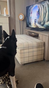 Barney the Tv Border Collie Part 1 | Stephen Kelleher